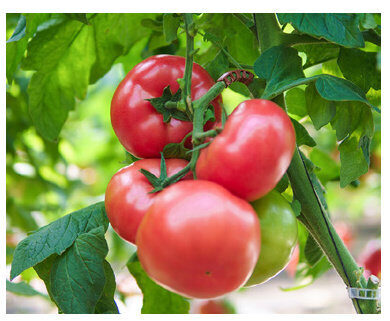 Tomāti CLAROSA F1 (CLX 37944) 50 gab Clause